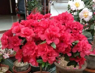 Complete Guide to Azalea Care in Autumn (Home Growing Tips to Make Your Azaleas More Spectacular)