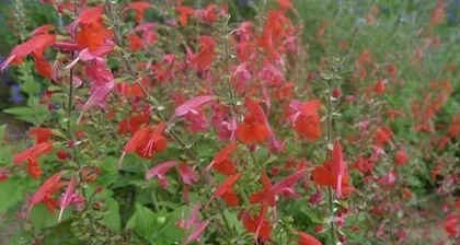 How to Successfully Care for Safflower? What are the Planting Techniques and Precautions for Safflower? 3