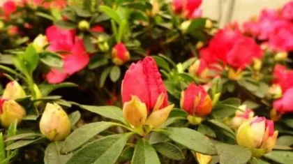A Complete Guide to Autumn Rhododendron Care (Home Gardening Methods to Make Your Rhododendrons More Spectacular) 2