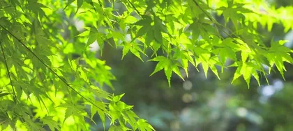 How to Deal with Maple Leaf Rollers (Protect Maple Trees, Protect the Green Homeland)