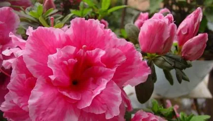 A Complete Guide to Autumn Rhododendron Care (Home Gardening Methods to Make Your Rhododendrons More Spectacular) 3