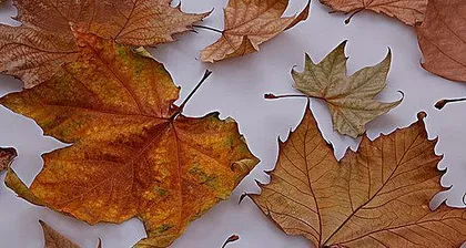 How to Deal with Maple Leaf-Rolling (Protect Maple Trees, Protect Green Homes) 2