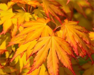 How to Deal with Maple Leaf-Rolling (Protect Maple Trees, Protect Green Homes) 3