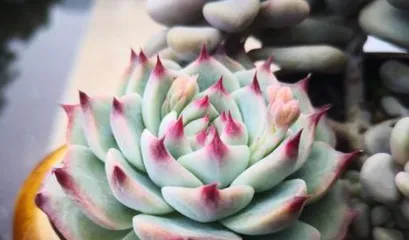 Care and Pruning Techniques for Gertia Succulents (Creating Beautiful Succulent Landscapes, Building Exquisite Succulent Gardens)