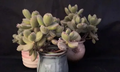 Graptoveria Care and Pruning Tips (Creating a Beautiful Succulent Scene, Building an Exquisite Succulent Garden)2