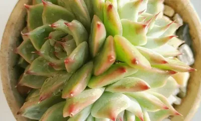 Graptoveria Care and Pruning Tips (Creating a Beautiful Succulent Scene, Building an Exquisite Succulent Garden)3