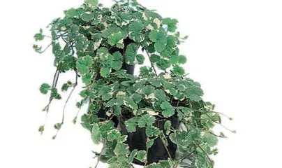 The Toxicity and Care of Ivy (Suitable Care and Prevention of Indoor Ivy)