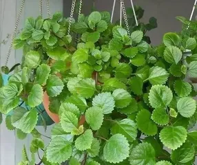 Toxicity and Care of Ivy (Suitable Care and Prevention for Indoor Ivy) 2
