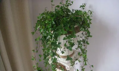 Toxicity and Care of Ivy (Suitable Care and Prevention for Indoor Ivy) 3