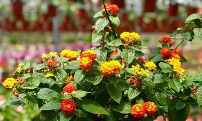 Guide to Indoor Care of Ixora (Toxicity of Ixora and Reasonable Indoor Care Methods)