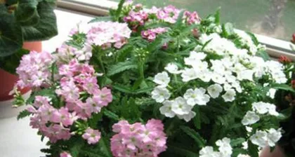 A Guide to Indoor Lantana Care (The Toxicity of Lantana and Proper Indoor Care Methods) 2