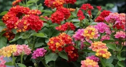 A Guide to Indoor Lantana Care (The Toxicity of Lantana and Proper Indoor Care Methods) 3
