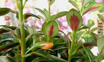 Complete Guide to caring for Pothos (Flowering, Propagation, Pruning, Watering, Fertilizing - Do you know these tips?)