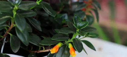 Complete Guide to Goldfish Plant Care (Blooming, Propagation, Pruning, Watering, Fertilizing, Do you know these tips?) 3