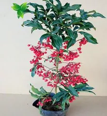 How to correctly care for Jinyu Mantang flower? What are the precautions? 2