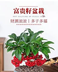 How to correctly care for Jinyu Mantang flower? What are the precautions? 3