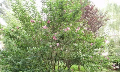 Shrubs are not only woody plants but also have their own unique characteristics (Get to know shrubs, explore their differences and similarities with other plants)