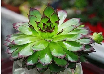 Can the Dancing Queen be grown indoors? (Unraveling if the Dancing Queen is toxic and tips for keeping it indoors)