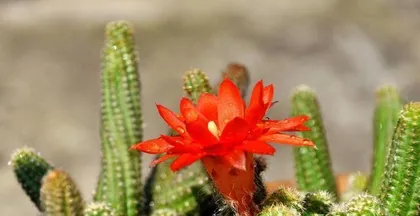 Schlumbergera, is indoor care feasible? (Decoding whether Schlumbergera is poisonous, tips for keeping it indoors) 2