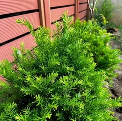 Guide to Indoor Cultivation of红豆杉（Eight Tips for Growing红豆杉 Indoors）