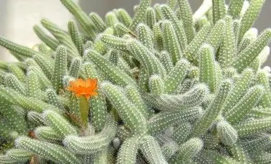 Schlumbergera, is indoor care feasible? (Decoding whether Schlumbergera is poisonous, tips for keeping it indoors) 3