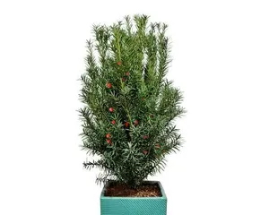 Indoor Yew Care Guide (Eight Great Tips for Indoor Yew Care) 2