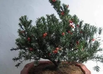 Indoor Yew Care Guide (Eight Great Tips for Indoor Yew Care) 3