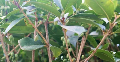 How to Grow Osmanthus Seeds (From Seed Selection to Maintenance, Teach You to Grow Osmanthus Trees Easily)