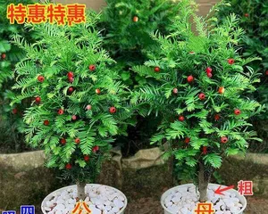 How should红豆杉 be cared for indoors? What are the precautions to take?