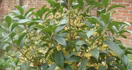 How to Plant Osmanthus Tree Seeds (From Selection to Care, Teaching You to Easily Plant Osmanthus Trees) 2