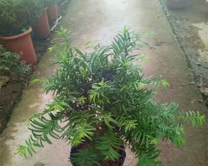 How to care for yew trees indoors? What are the precautions? 2