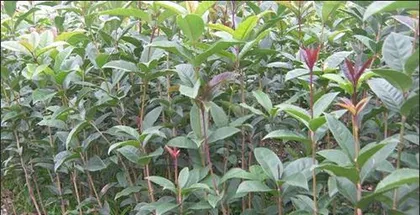 How to Plant Osmanthus Tree Seeds (From Selection to Care, Teaching You to Easily Plant Osmanthus Trees) 3