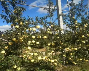 How can drugs be used to make apple trees grow well and produce high yields? (Discussing effective drugs and methods for increasing apple tree productivity)