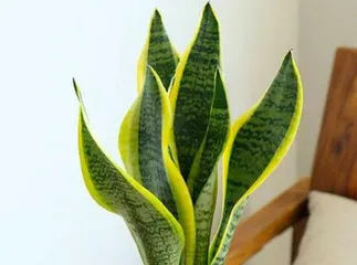 Tips for caring for Snake Plants in hydroponics (Creating healthier Snake Plants)