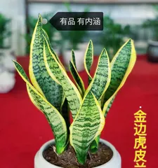 Hydroponic Sansevieria Care Tips (Creating a More Vigorous Sansevieria) 2
