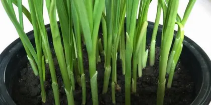 Garlic Cultivation and Care (From Seed Selection to Harvest, Building High-Yield, High-Quality Garlic Production)