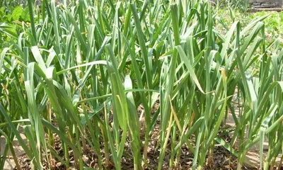 Garlic Planting and Care (From Seed Selection to Harvest, Creating High-Yield, High-Quality Garlic Production) 2
