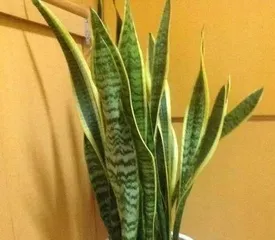 Hydroponic Sansevieria Care Tips (Creating a More Vigorous Sansevieria) 3