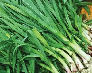 Garlic Planting and Care (From Seed Selection to Harvest, Creating High-Yield, High-Quality Garlic Production) 3