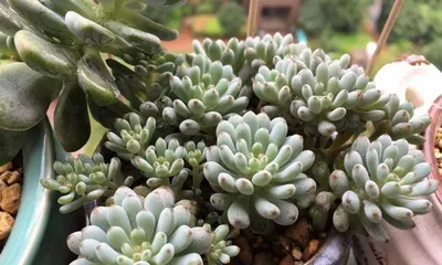 Can ice plum be leaf cuttings? How to successfully leaf cut ice plum?