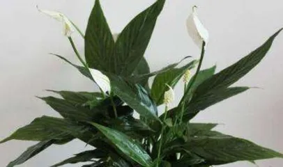 The Secret to Creating a Garden Full of White Orchids (How to Care for Orchids to Make Them Flower More?)