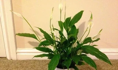 打造白掌花开遍地的秘籍（如何养护白掌才能让其开花更多？）2