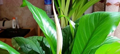 打造白掌花开遍地的秘籍（如何养护白掌才能让其开花更多？）3