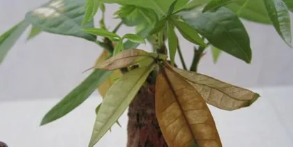 Differences Between Money Trees and Handroanthus (Knowing Them, Choosing the Right Plant is More Important)