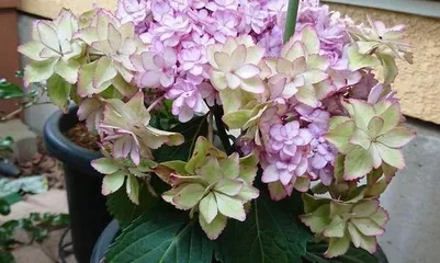 How to properly care for hydrangeas? (Summer cultivation methods, creating a beautiful garden)