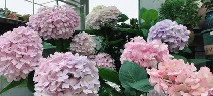 如何正确养护绣球花？（夏季养殖方法，打造美丽花园）2