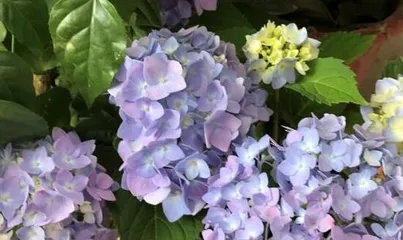 如何正确养护绣球花？（夏季养殖方法，打造美丽花园）3