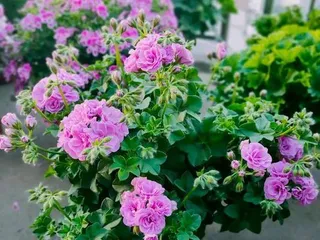Geranium Potting Techniques (How to Choose Suitable Pots for Planting and Care)