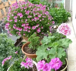 Potted Geranium Tips (How to Choose the Right Pot for Planting and Care) 2