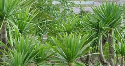 How to Scientifically Water and Care for Dragon Tree (Dracaena): Watering Frequency, Amount, and Method – Comprehensive Guide